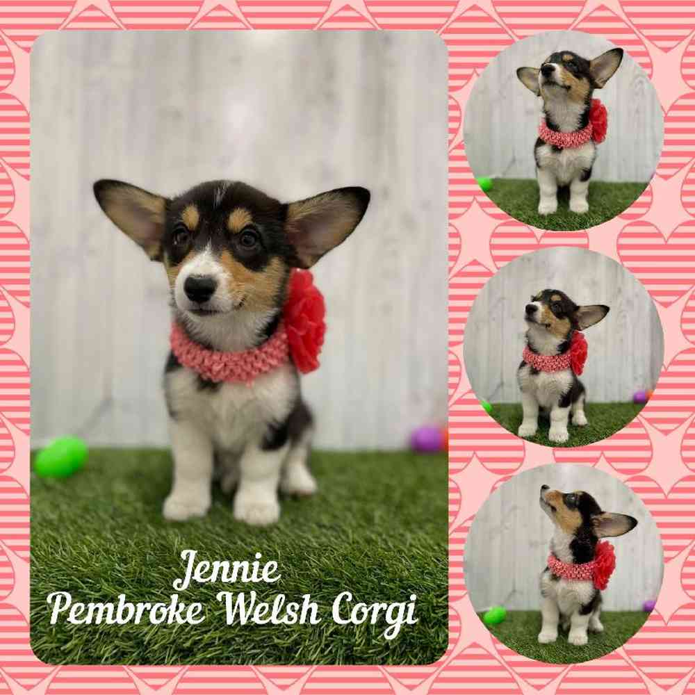Female Pembroke Welsh Corgi Puppy for Sale in Braintree, MA