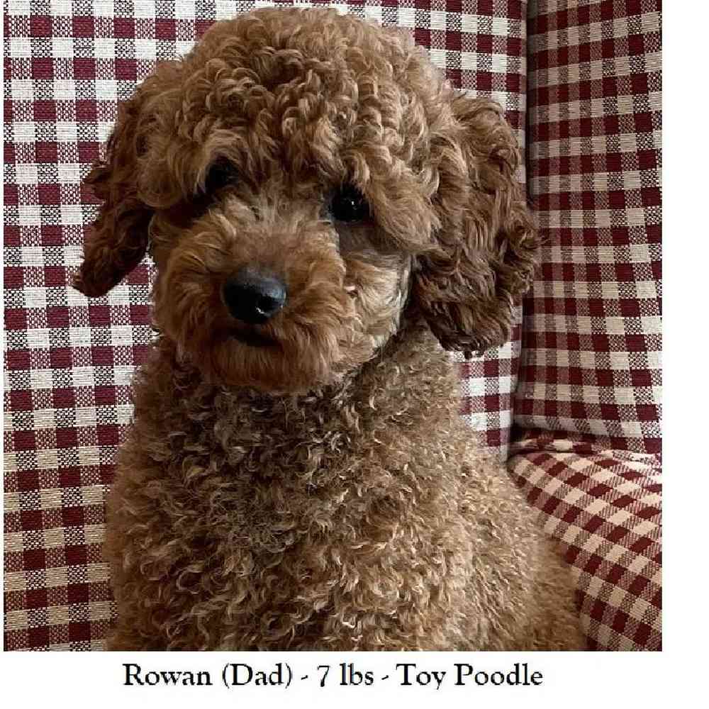 Male Mini Labradoodle 2nd Gen Puppy for Sale in Braintree, MA