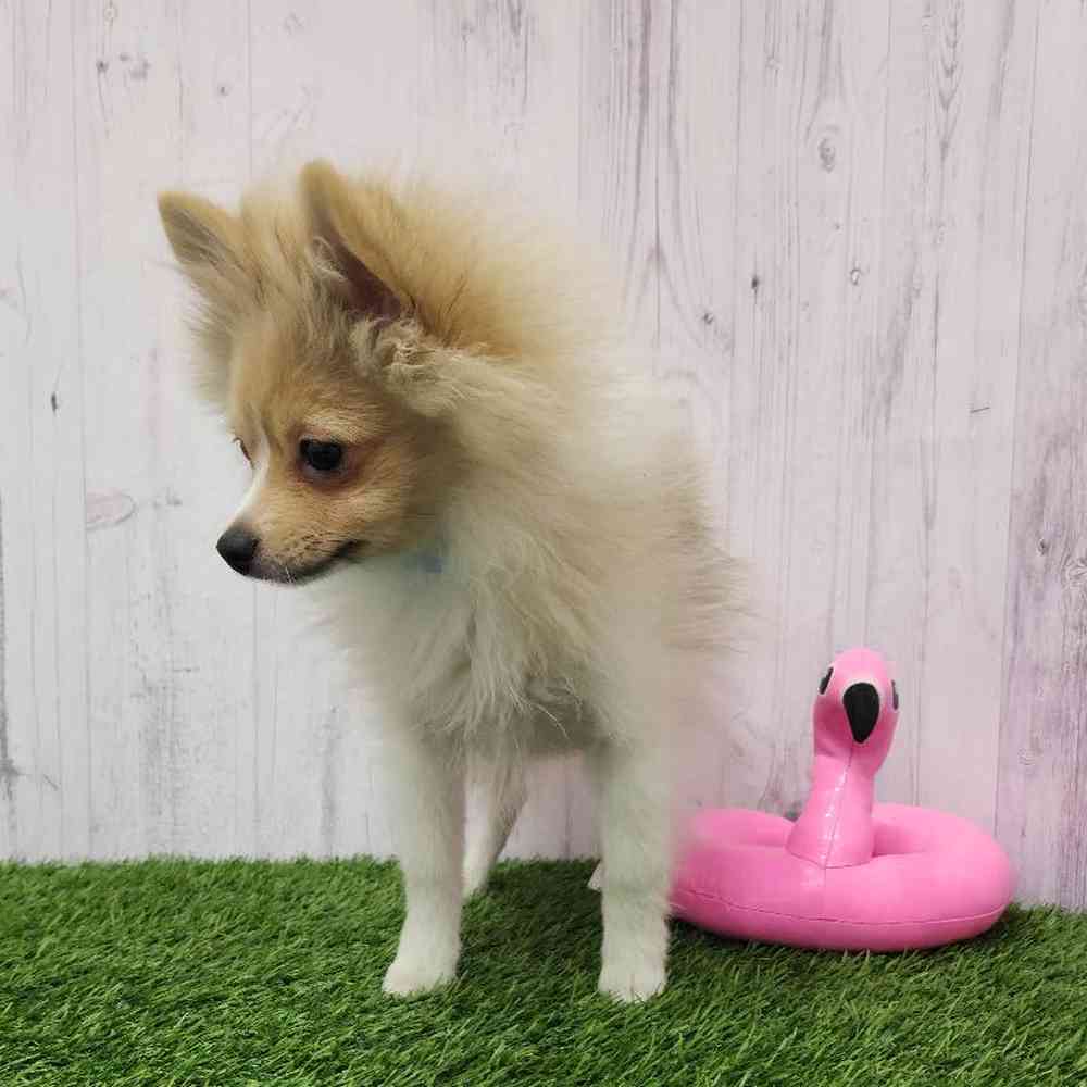 Male Pomeranian Puppy for Sale in Braintree, MA