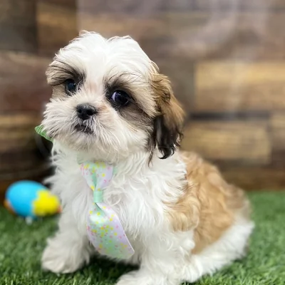 Male Shih Tzu Puppy for Sale in Braintree, MA