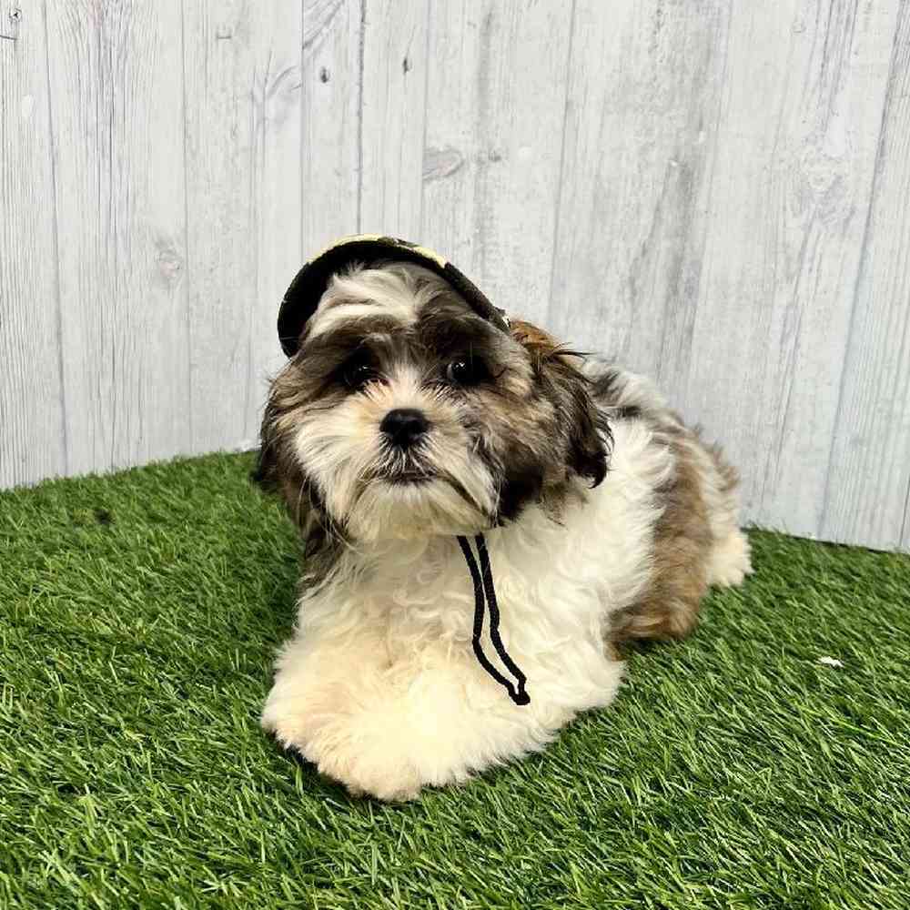 Male Malshi Puppy for sale