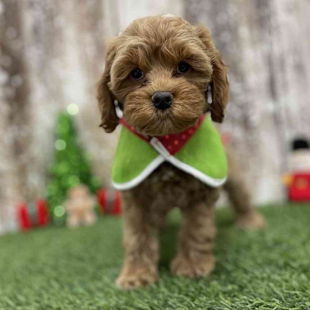 Male Cockapoo Puppy for Sale in Braintree, MA