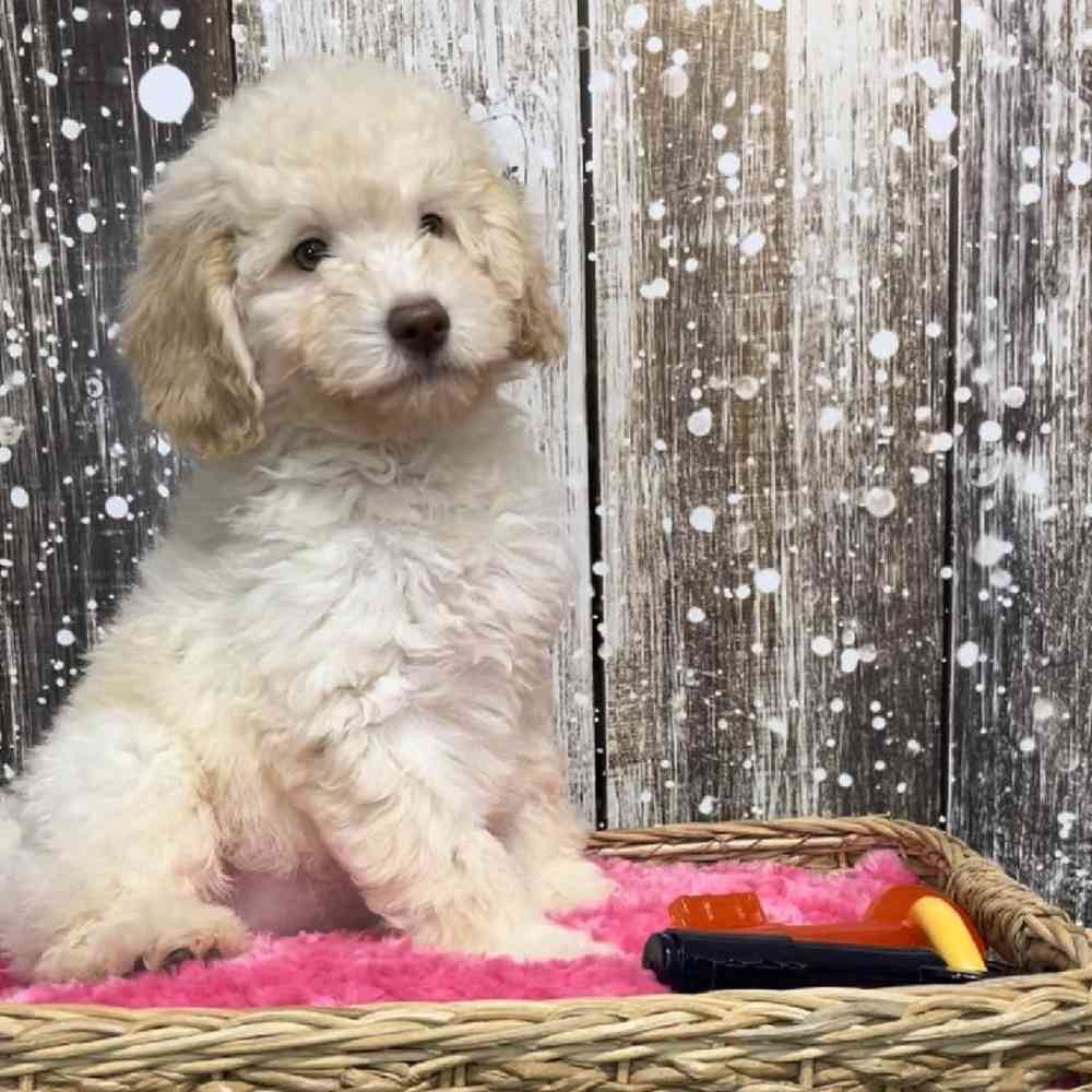 Female Mini Labradoodle 2nd Gen Puppy for Sale in Saugus, MA