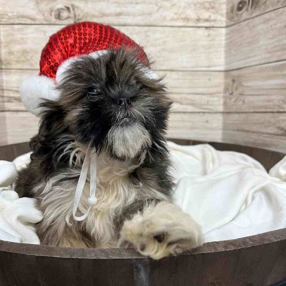 Female Lhasa Apso Puppy for Sale in Saugus, MA