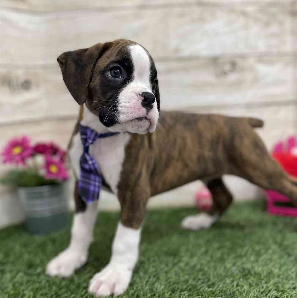 Male Boxer Puppy for Sale in Braintree, MA