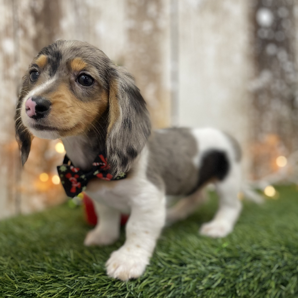 Male Dachshund Puppy for Sale in Braintree, MA