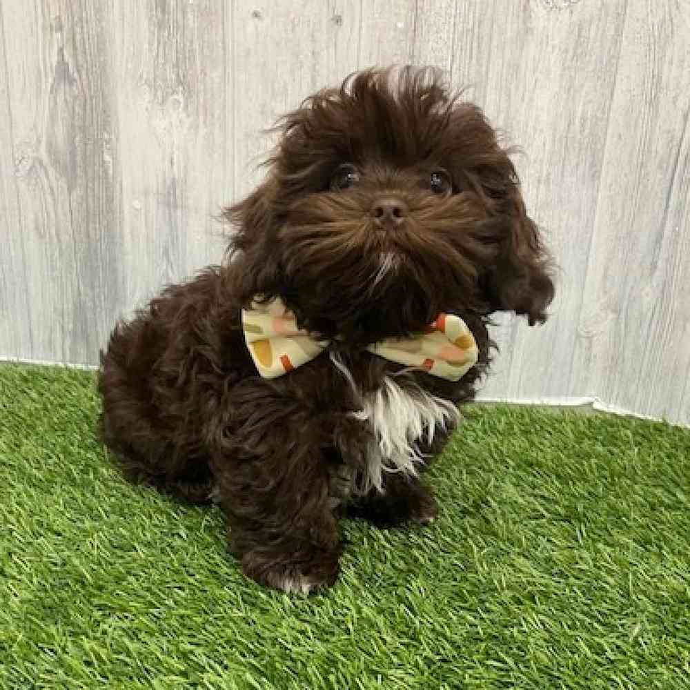 Male Shih-Poo Puppy for Sale in Braintree, MA