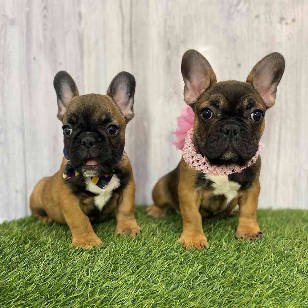 Female French Bulldog Puppy for Sale in Saugus, MA