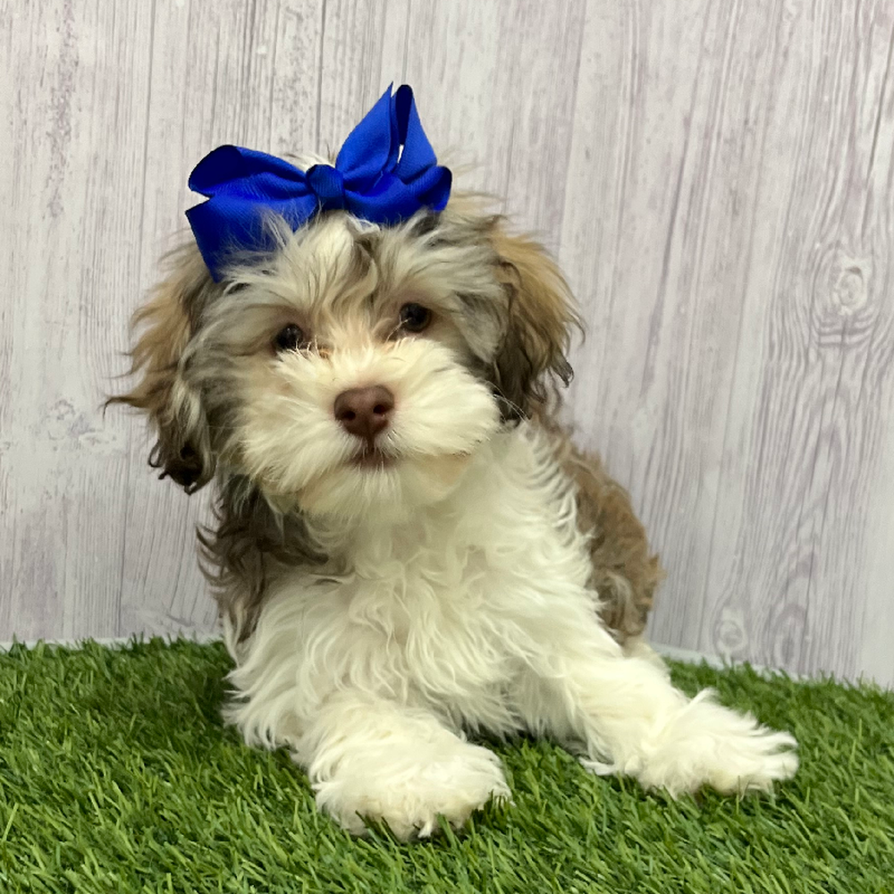 Female Havanese Puppy for Sale in Braintree, MA