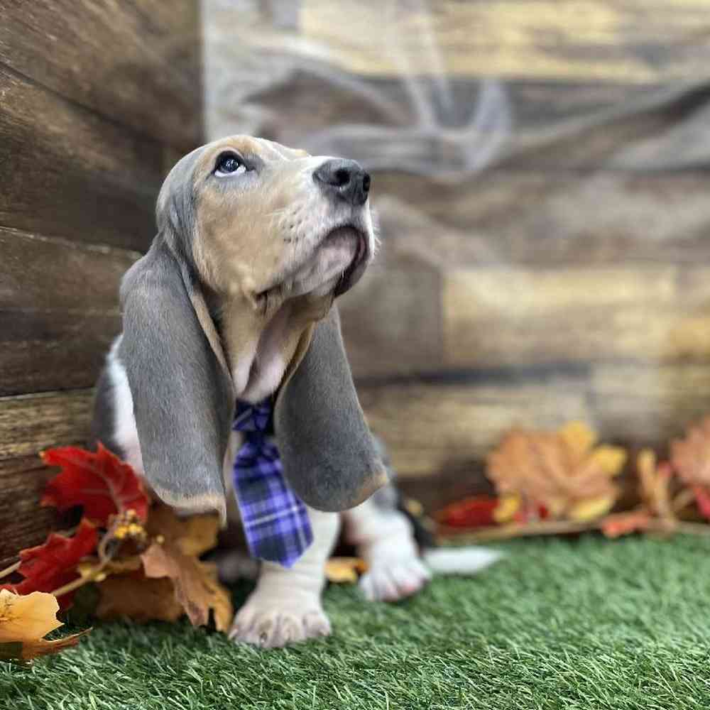 Male Basset Hound Puppy for Sale in Braintree, MA