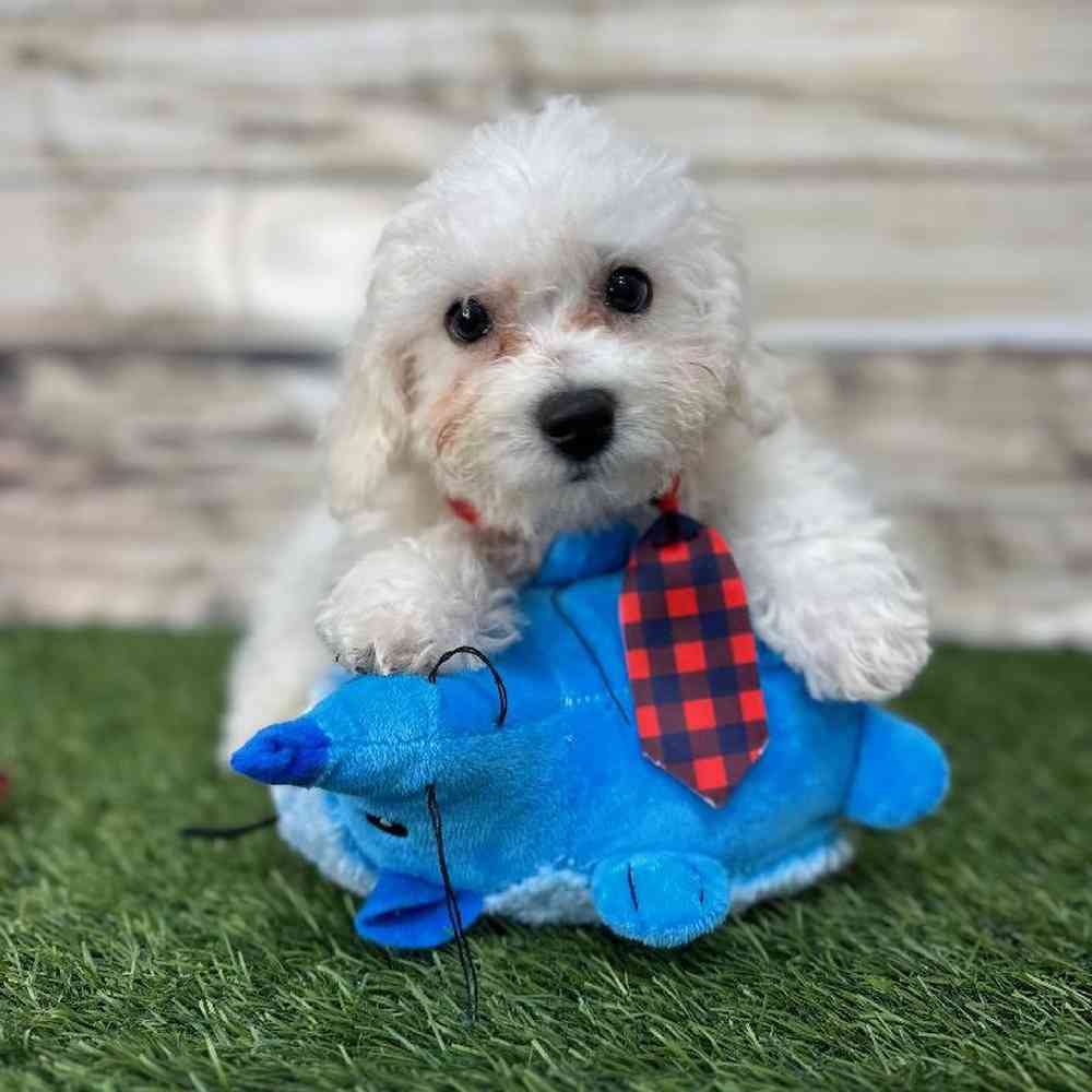 Male Bichon Frise Puppy for Sale in Saugus, MA