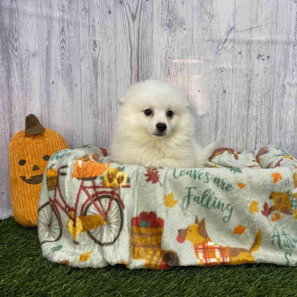 Female American Eskimo Puppy for Sale in Saugus, MA