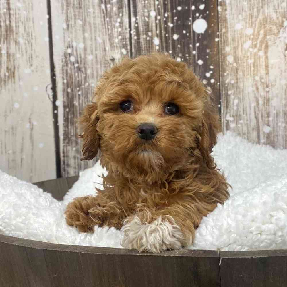 Female Cockapoo Puppy for Sale in Saugus, MA