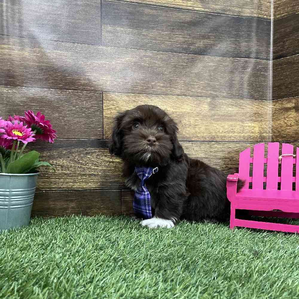 Male Havanese Puppy for Sale in Braintree, MA