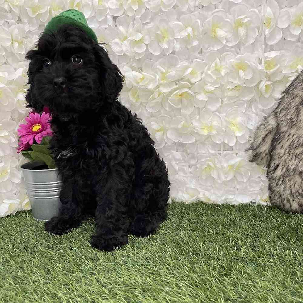 Female Cockapoo Puppy for Sale in Braintree, MA