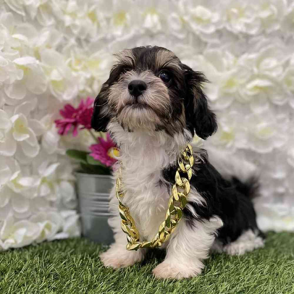 Male Hava-Chon Puppy for Sale in Braintree, MA