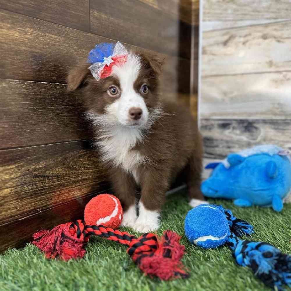 Female Miniature Australian Shepherd Puppy for Sale in Saugus, MA