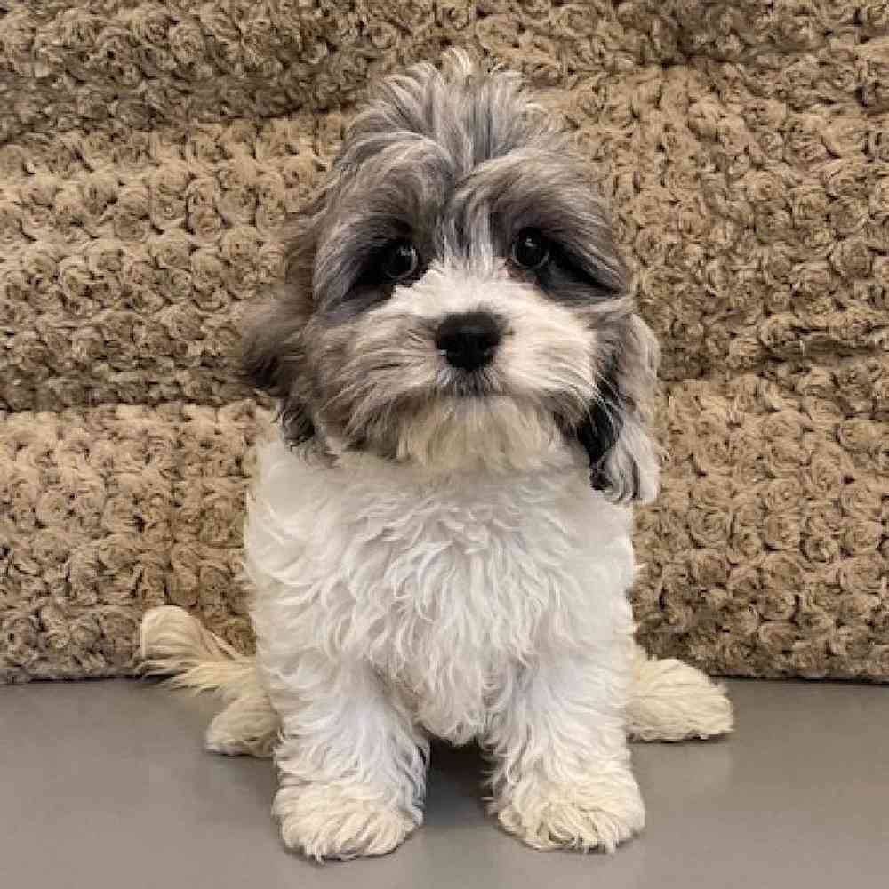 Female CockaChon Puppy for sale