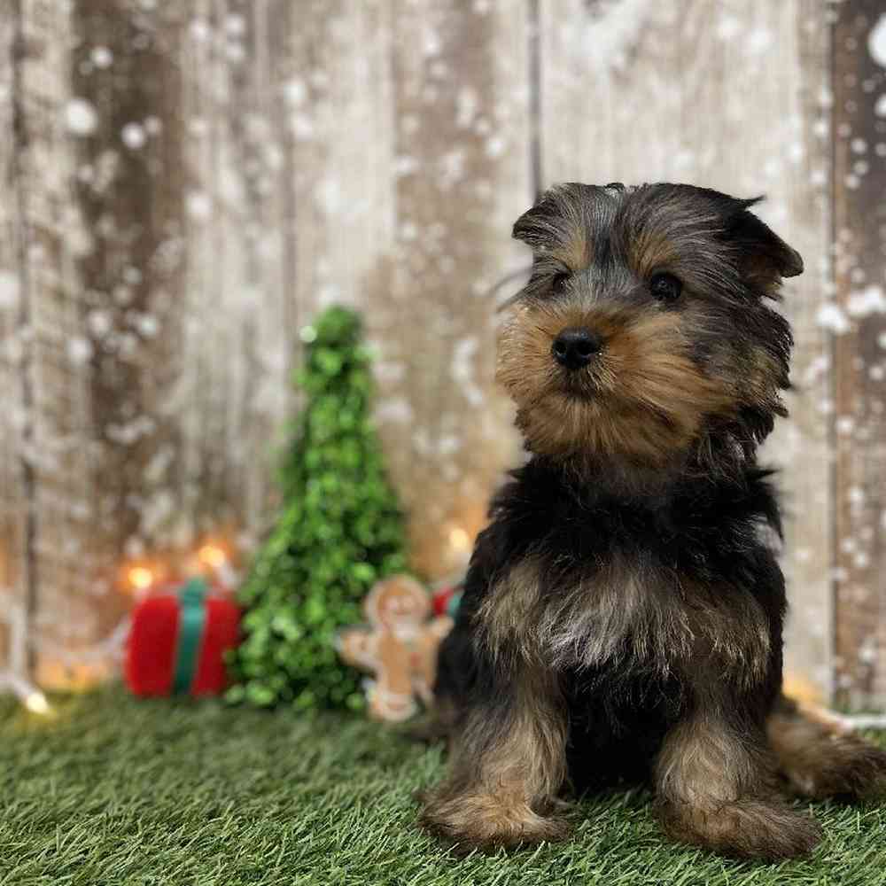 Male Silky Terrier Puppy for Sale in Braintree, MA