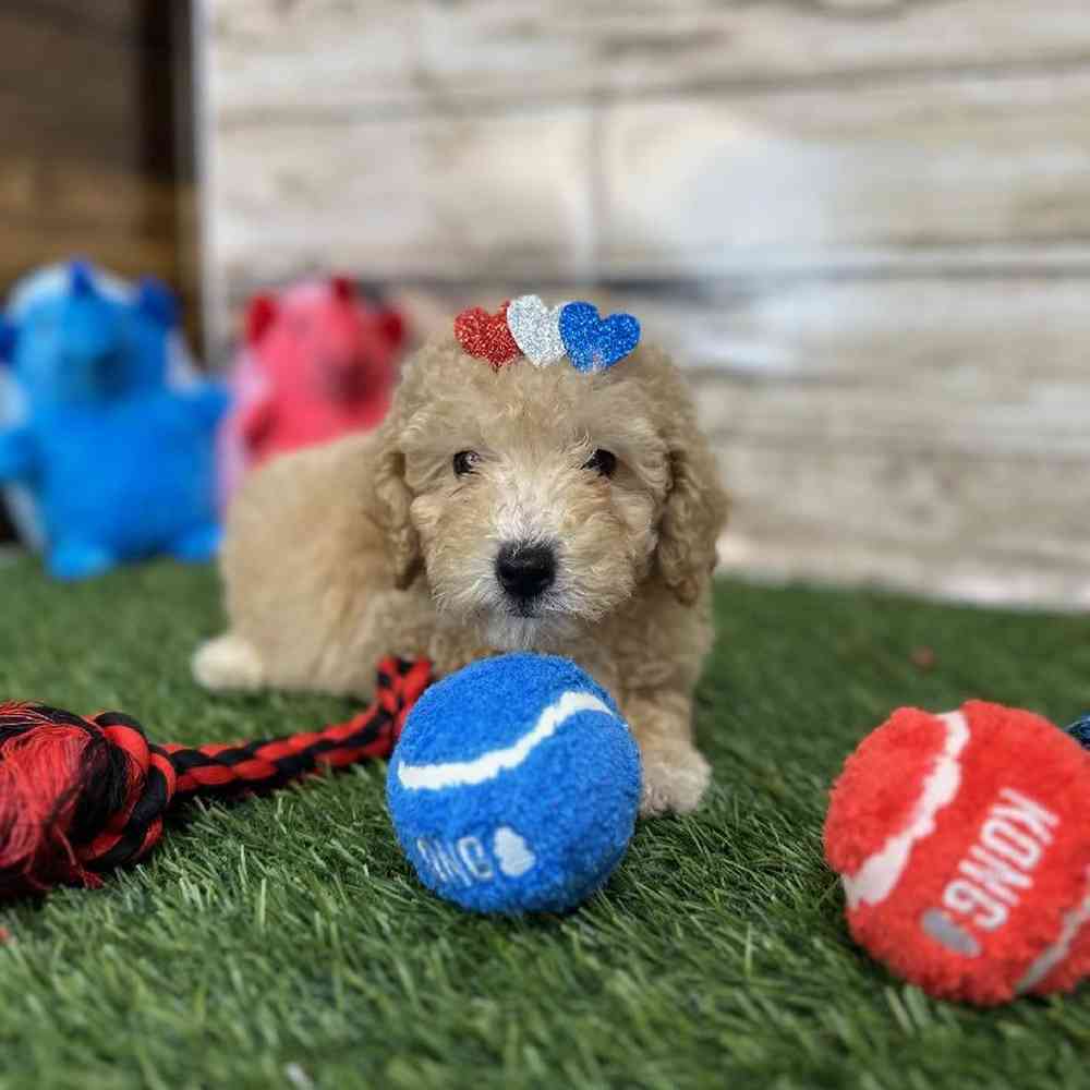 Female Poodle (MINI) Puppy for Sale in Saugus, MA