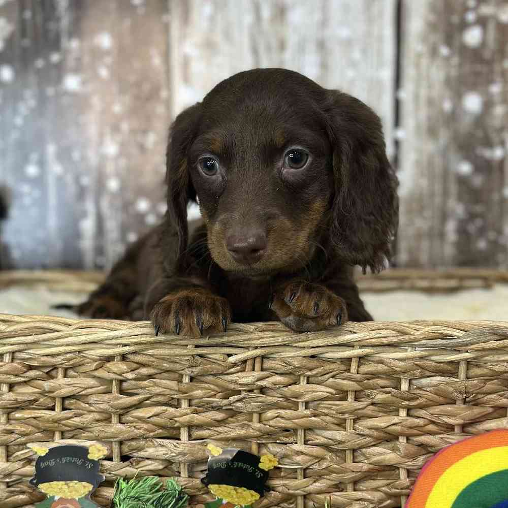 Male Dachshund Puppy for Sale in Saugus, MA