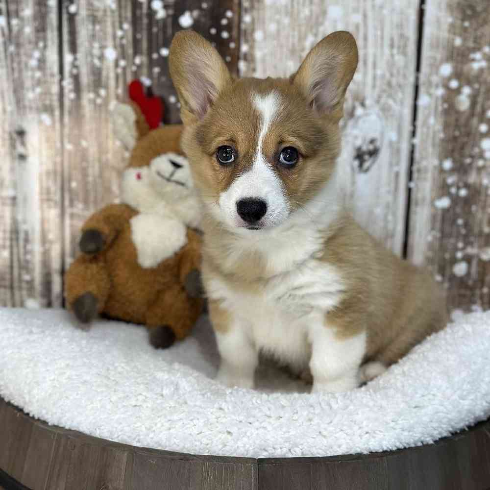 Female Pembroke Welsh Corgi Puppy for Sale in Saugus, MA