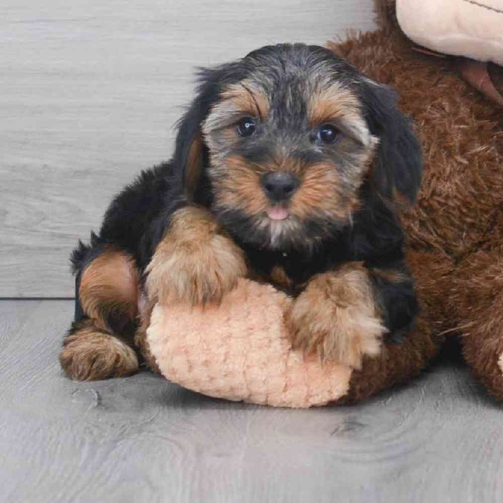 yorkshire-terrier-timmy-3921765140615113.jpg