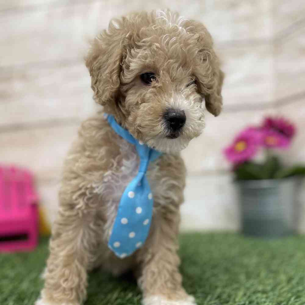 Male Poodle (MINI) Puppy for Sale in Braintree, MA