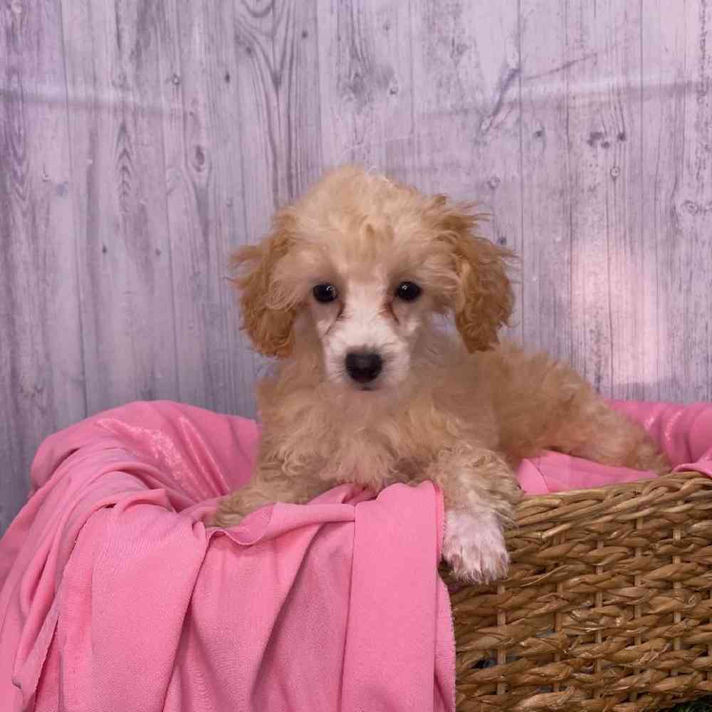 Female Poodle Toy Puppy for Sale in Saugus, MA