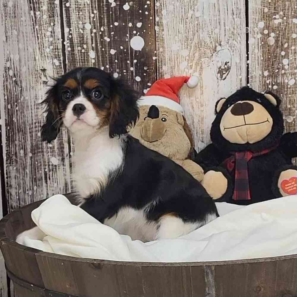 Female Cavalier King Charles Spaniel Puppy for Sale in Saugus, MA