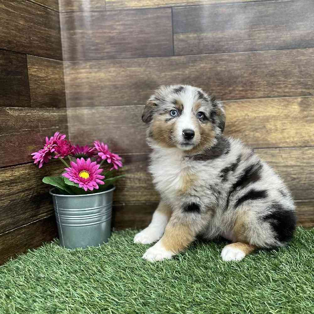 Female Miniature Australian Shepherd Puppy for Sale in Braintree, MA