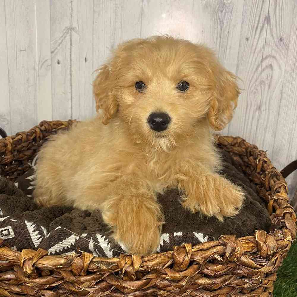 Male Mini Goldendoodle 2nd Gen Puppy for Sale in Saugus, MA