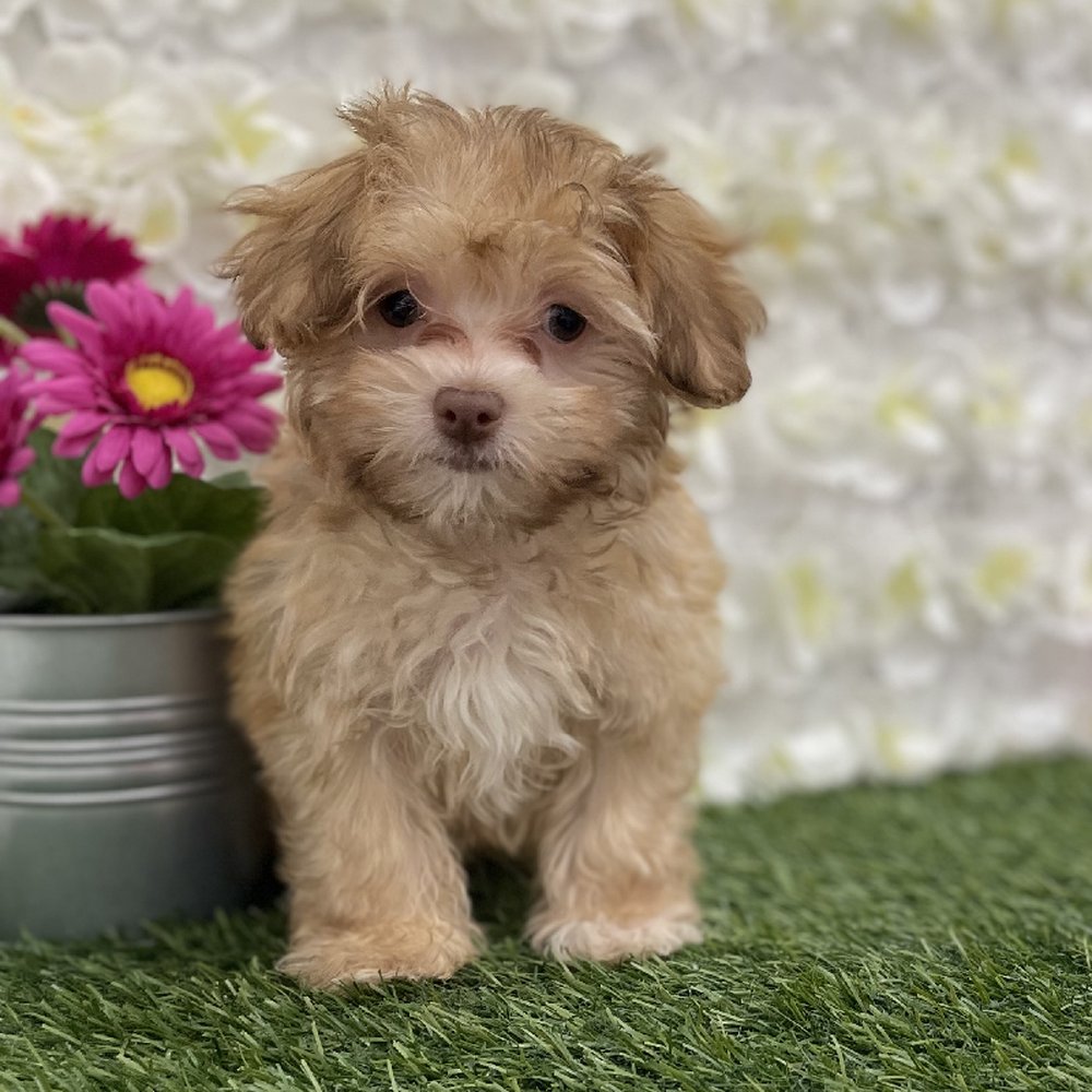 Male Havanese Puppy for Sale in Braintree, MA