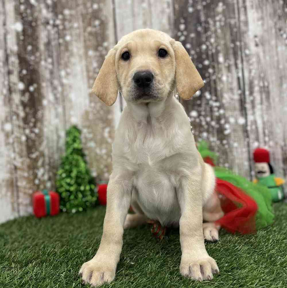 Female Labrador Retriever Puppy for Sale in Braintree, MA