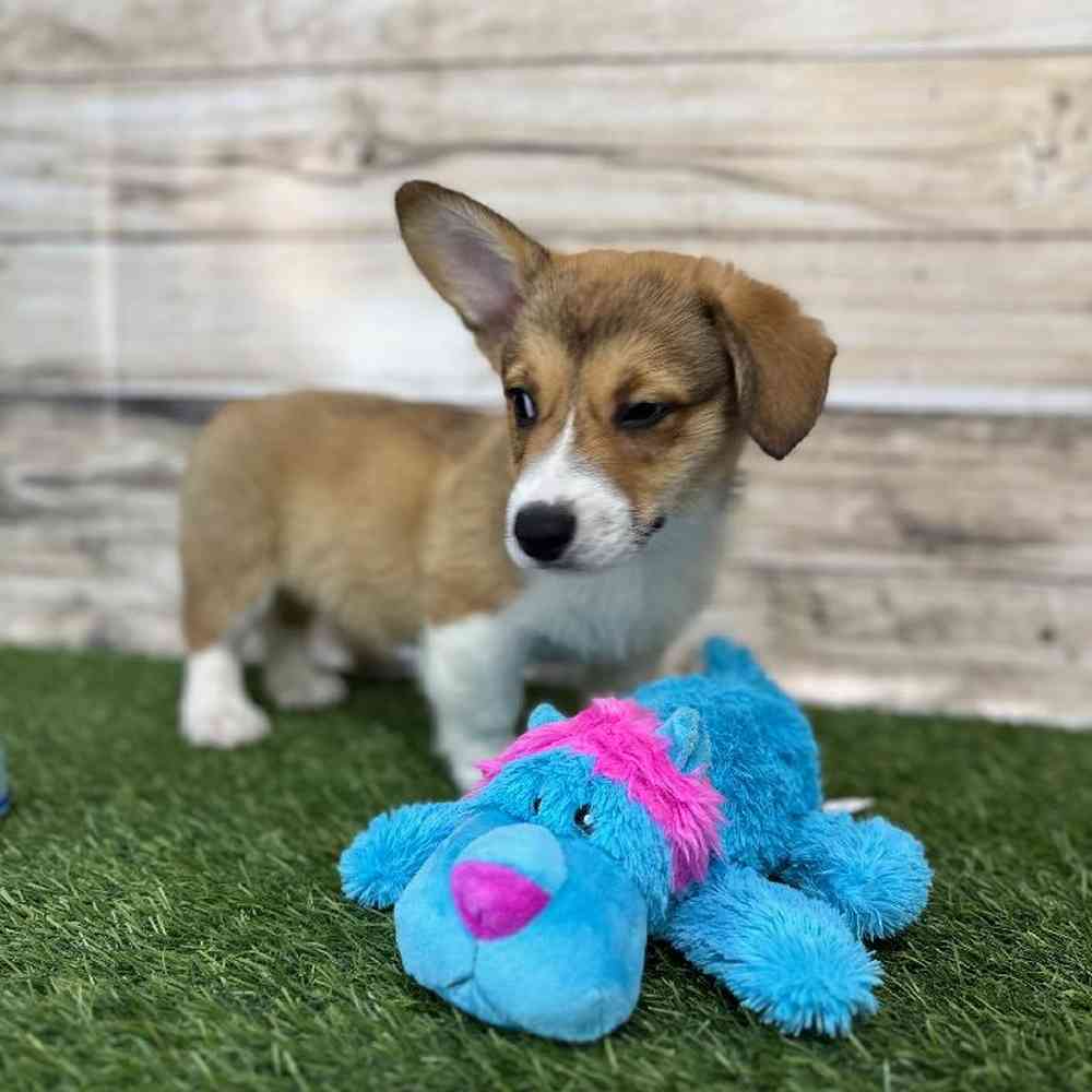 Male Pembroke Welsh Corgi Puppy for Sale in Saugus, MA