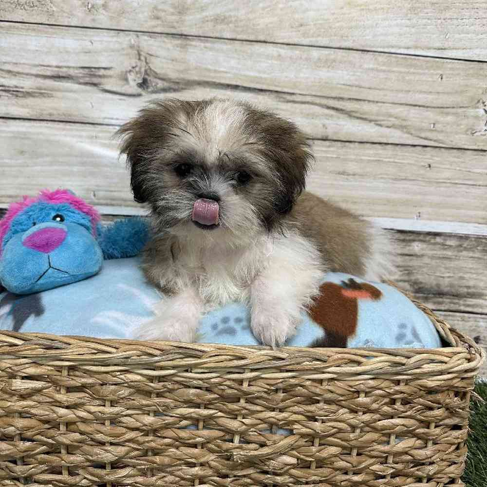 Male Shih Tzu Puppy for Sale in Saugus, MA
