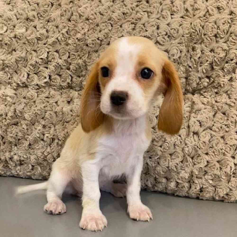 Female Beaglier Puppy for sale