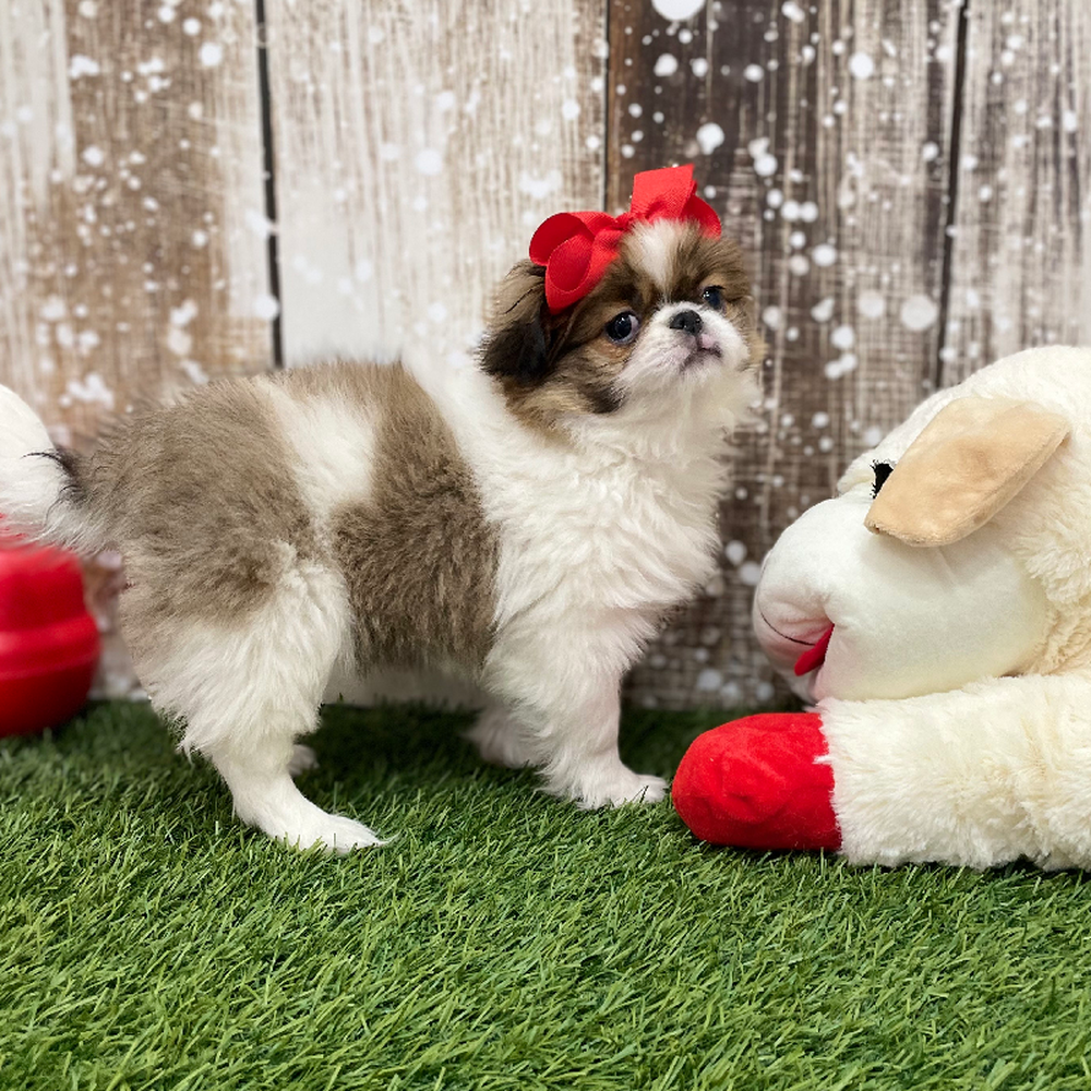 Female Japanese Chin Puppy for Sale in Braintree, MA