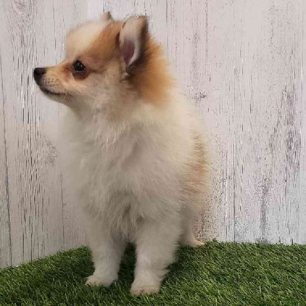 Female Pomeranian Puppy for sale