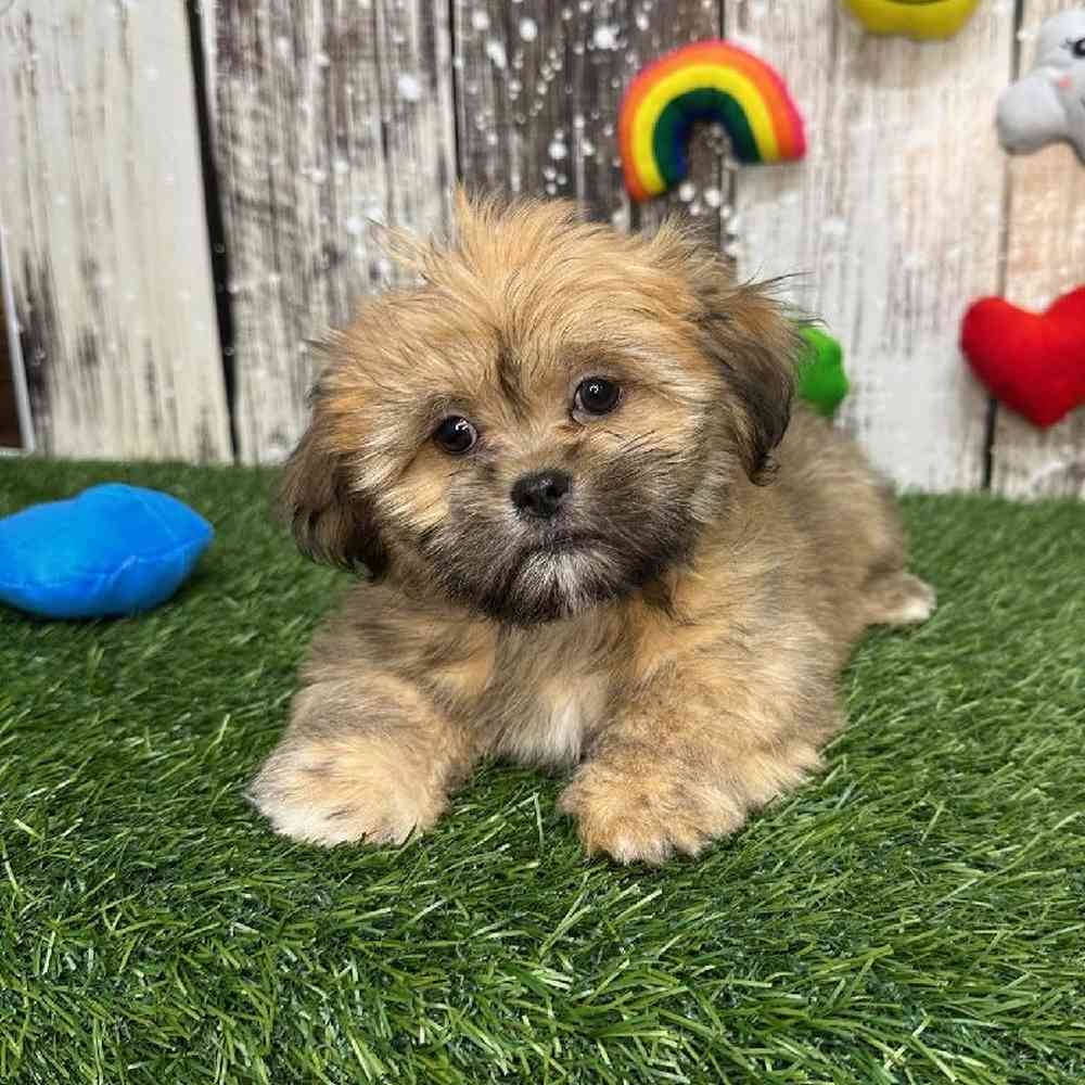 Female Lhasa Apso Puppy for Sale in Saugus, MA