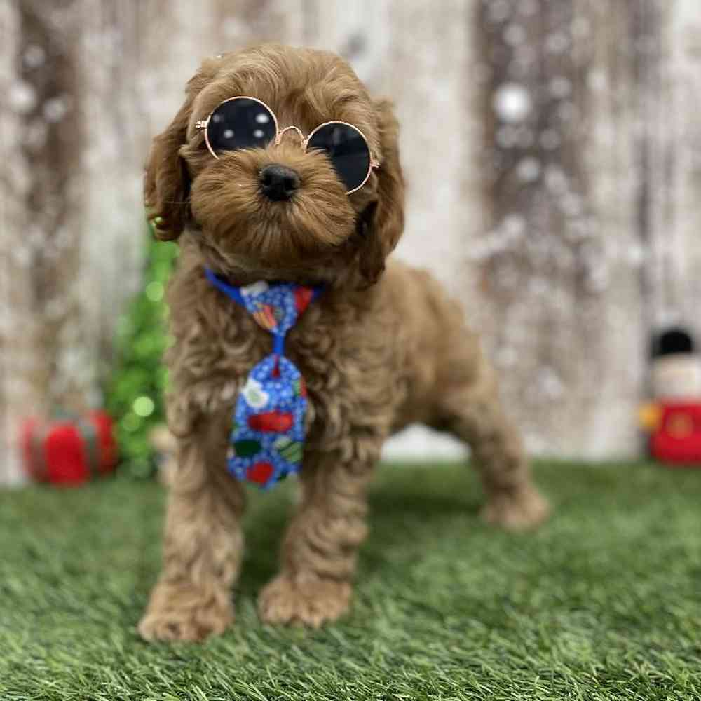 Male Cockapoo Puppy for Sale in Braintree, MA