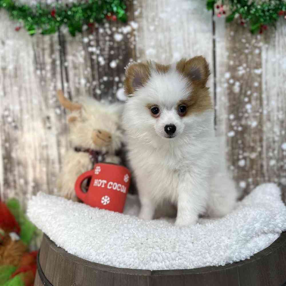 Male Pomeranian Puppy for Sale in Saugus, MA