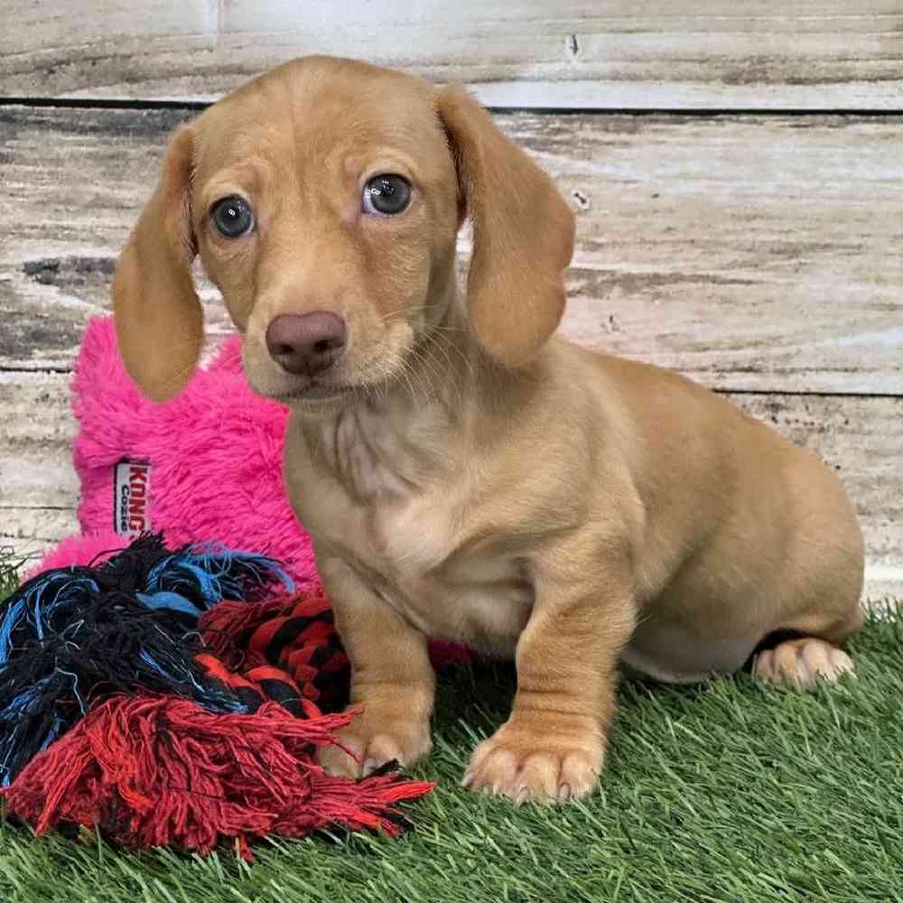 Male Dachshund Puppy for Sale in Saugus, MA