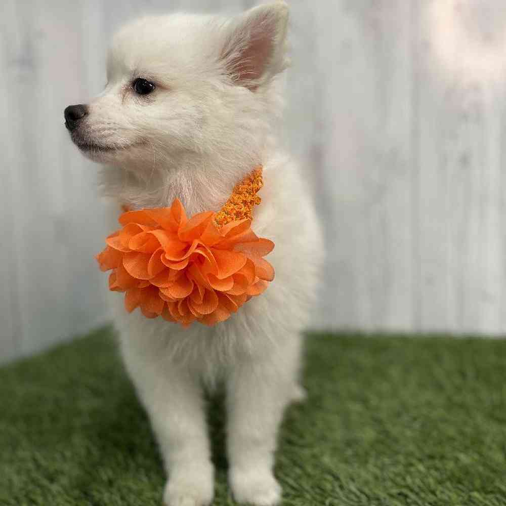 Female American Eskimo Puppy for sale
