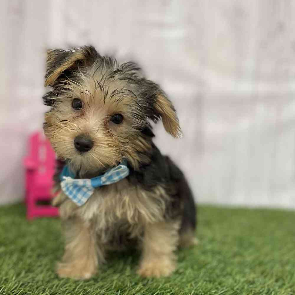 Male Yorkshire Terrier Puppy for Sale in Braintree, MA
