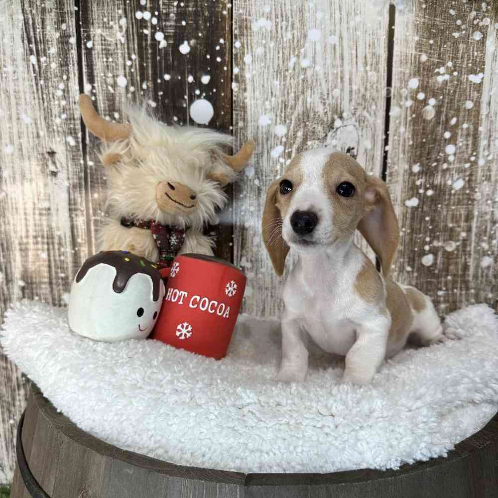 Male Dachshund Puppy for Sale in Saugus, MA