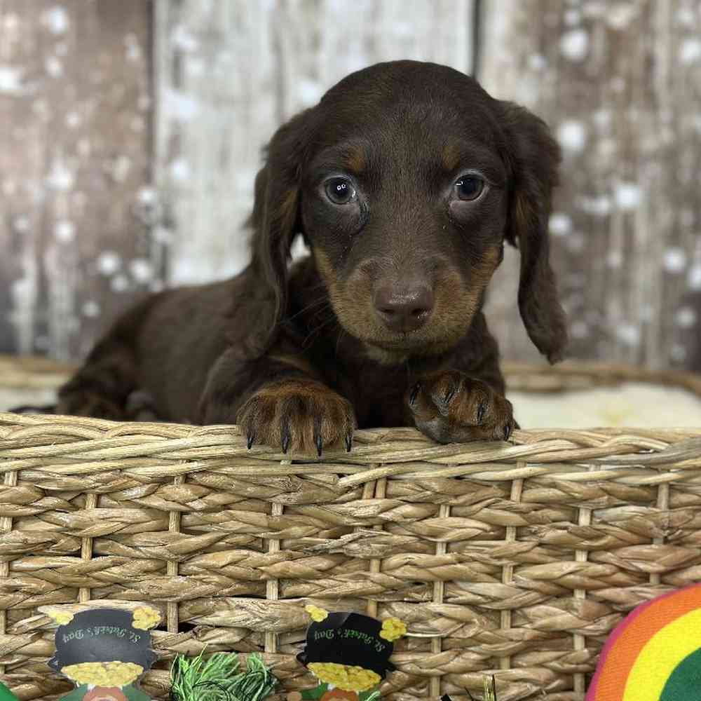 Male Dachshund Puppy for Sale in Saugus, MA