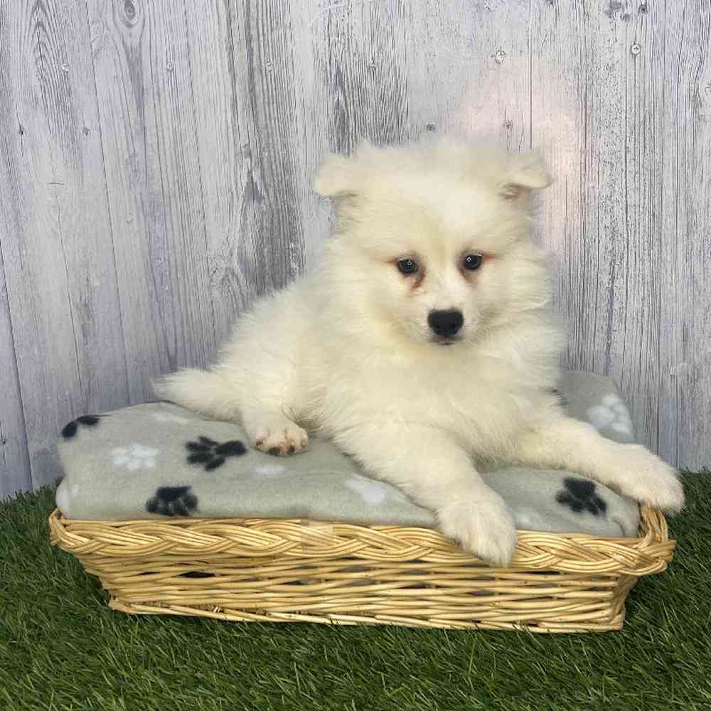 Male American Eskimo Puppy for Sale in Saugus, MA