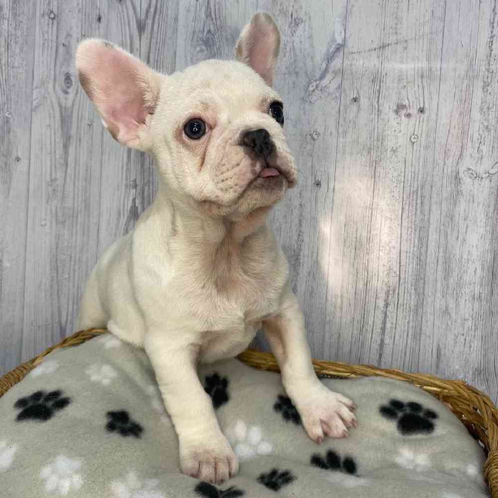 Male French Bulldog Puppy for Sale in Saugus, MA