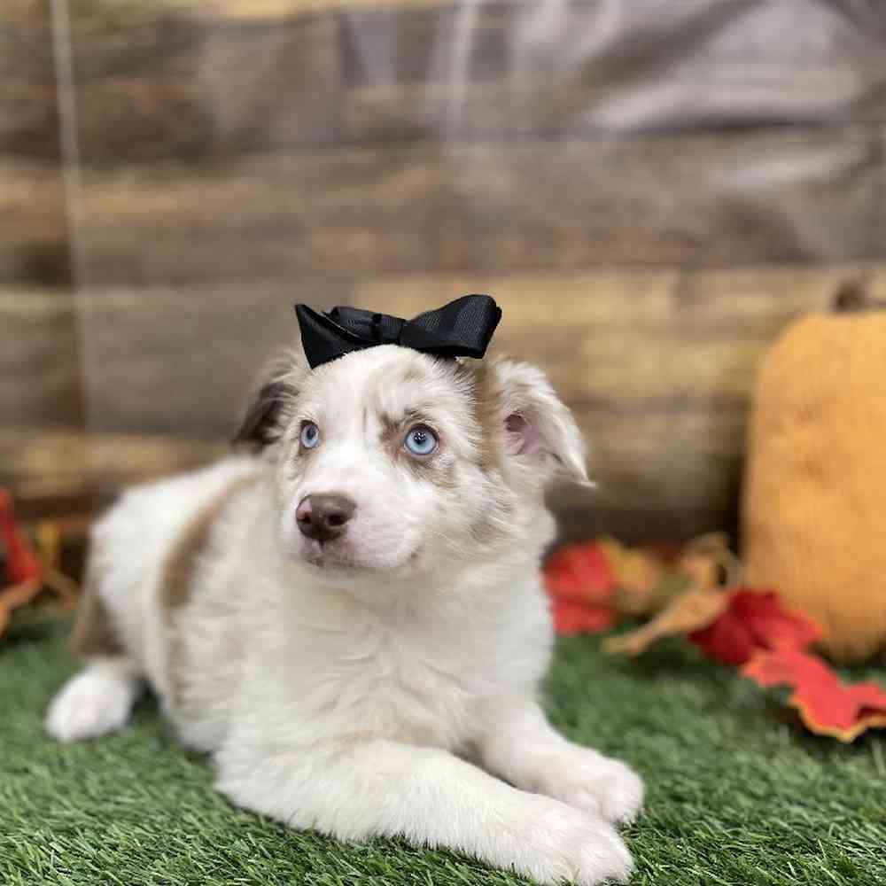 Female Miniature Australian Shepherd Puppy for Sale in Braintree, MA